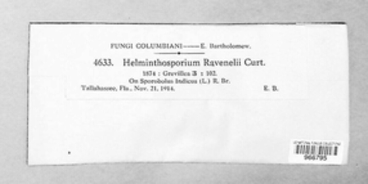 Curvularia ravenelii image